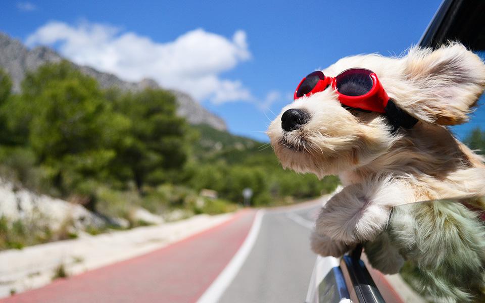 A dog wearing sunglasses with its head sticking out of a car window